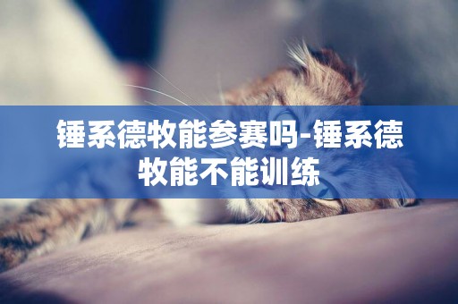 錘系德牧能參賽嗎-錘系德牧能不能訓練