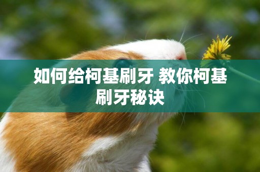 如何給柯基刷牙 教你柯基刷牙秘訣