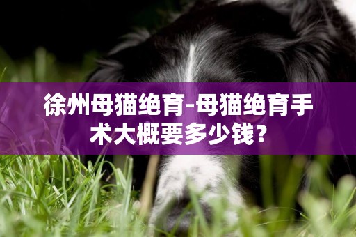 徐州母貓絕育-母貓絕育手術大概要多少錢？