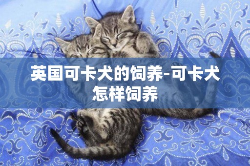 英國可卡犬的飼養-可卡犬怎樣飼養