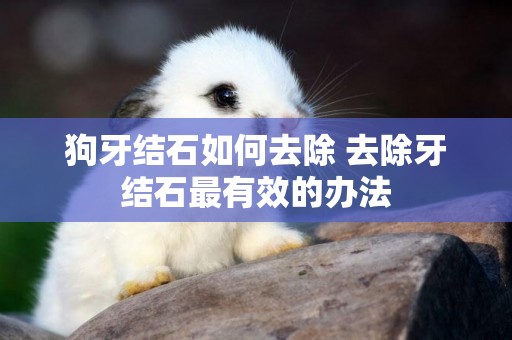 狗牙結石如何去除 去除牙結石最有效的辦法