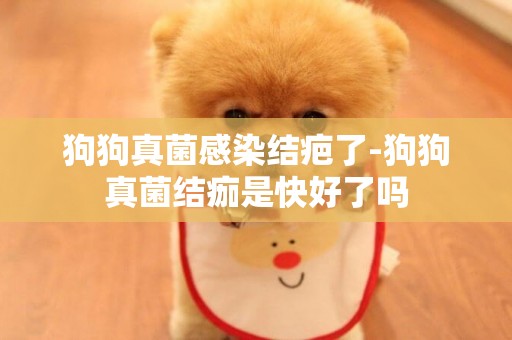 狗狗真菌感染結疤了-狗狗真菌結痂是快好了嗎
