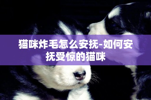 貓咪炸毛怎么安撫-如何安撫受驚的貓咪