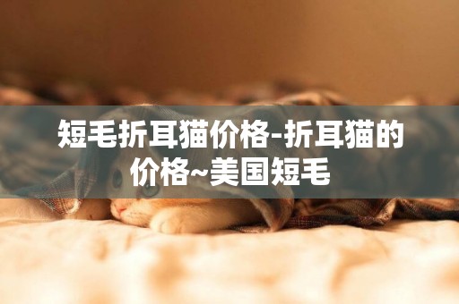 短毛折耳貓價格-折耳貓的價格~美國短毛