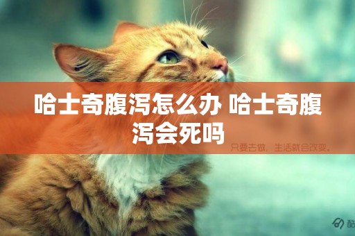 哈士奇腹瀉怎么辦 哈士奇腹瀉會死嗎