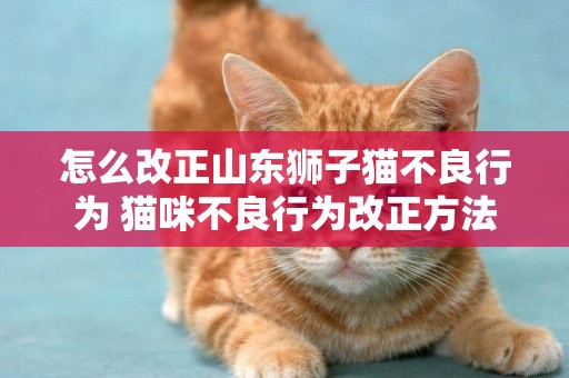 怎么改正山東獅子貓不良行為 貓咪不良行為改正方法