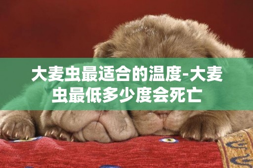 大麥蟲最適合的溫度-大麥蟲最低多少度會死亡