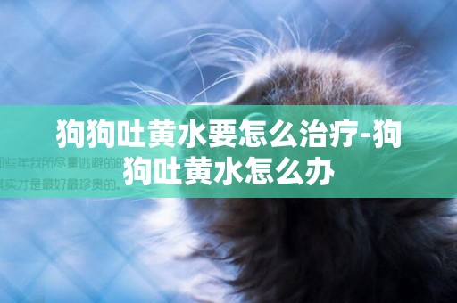 狗狗吐黃水要怎么治療-狗狗吐黃水怎么辦