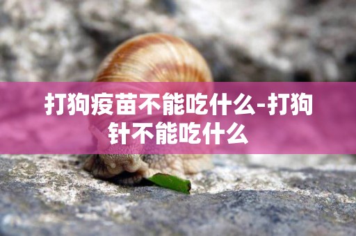 打狗疫苗不能吃什么-打狗針不能吃什么