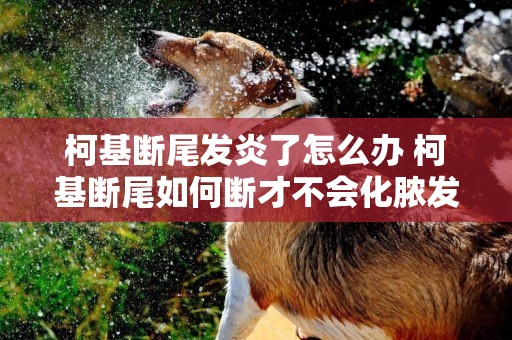 柯基斷尾發炎了怎么辦 柯基斷尾如何斷才不會化膿發炎