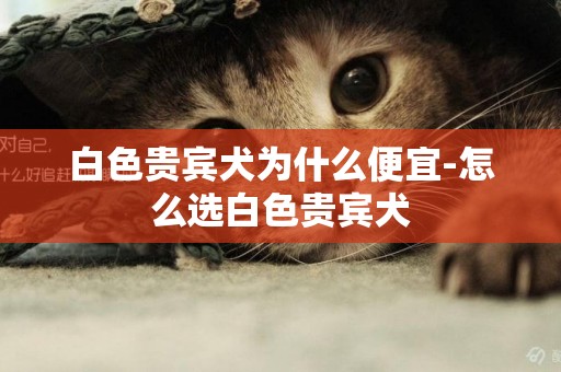 白色貴賓犬為什么便宜-怎么選白色貴賓犬