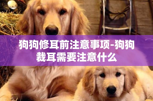 狗狗修耳前注意事項-狗狗裁耳需要注意什么
