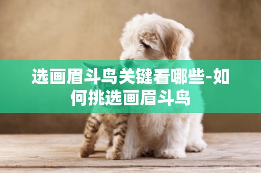 選畫眉斗鳥關鍵看哪些-如何挑選畫眉斗鳥