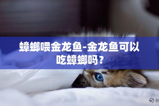 蟑螂喂金龍魚-金龍魚可以吃蟑螂嗎？