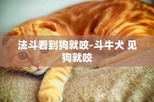 法斗看到狗就咬-斗牛犬 見狗就咬