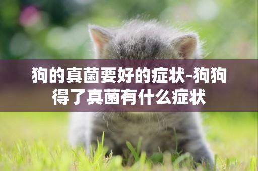 狗的真菌要好的癥狀-狗狗得了真菌有什么癥狀