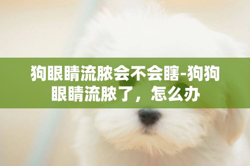 狗眼睛流膿會不會瞎-狗狗眼睛流膿了，怎么辦