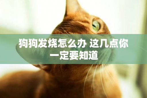 狗狗發燒怎么辦 這幾點你一定要知道