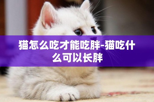貓怎么吃才能吃胖-貓吃什么可以長胖
