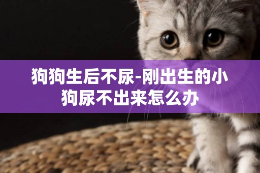 狗狗生后不尿-剛出生的小狗尿不出來怎么辦