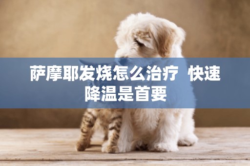 薩摩耶發燒怎么治療  快速降溫是首要