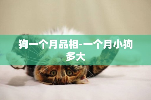 狗一個月品相-一個月小狗多大