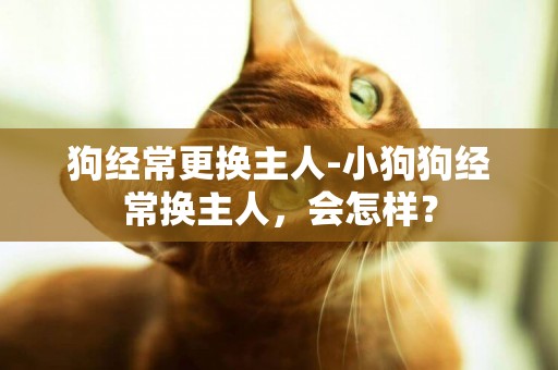 狗經常更換主人-小狗狗經常換主人，會怎樣？