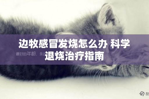 邊牧感冒發燒怎么辦 科學退燒治療指南
