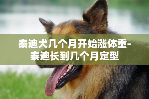 泰迪犬幾個月開始漲體重-泰迪長到幾個月定型