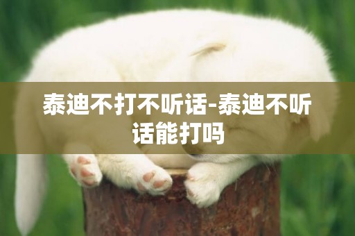 泰迪不打不聽話-泰迪不聽話能打嗎