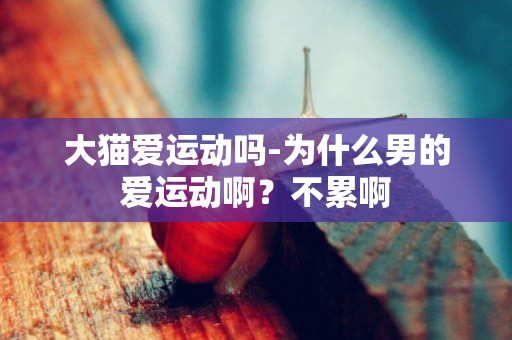 大貓愛運動嗎-為什么男的愛運動啊？不累啊