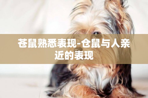 蒼鼠熟悉表現-倉鼠與人親近的表現