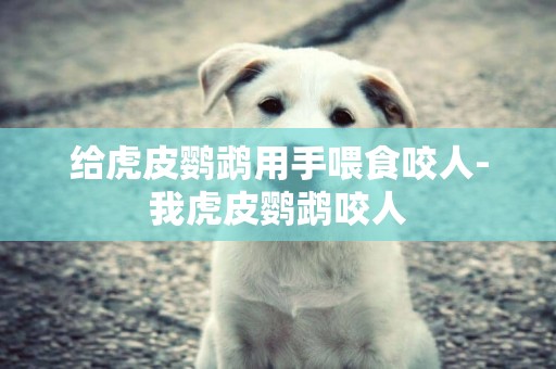 給虎皮鸚鵡用手喂食咬人-我虎皮鸚鵡咬人