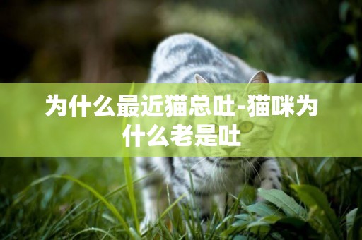 為什么最近貓總吐-貓咪為什么老是吐