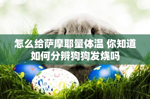 怎么給薩摩耶量體溫 你知道如何分辨狗狗發燒嗎