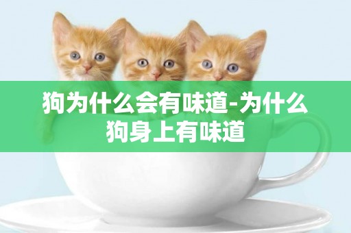 狗為什么會有味道-為什么狗身上有味道