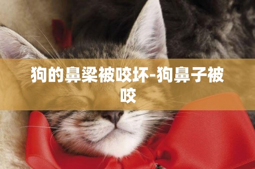 狗的鼻梁被咬壞-狗鼻子被咬