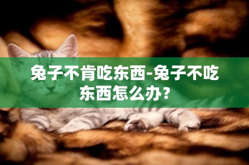 兔子不肯吃東西-兔子不吃東西怎么辦？