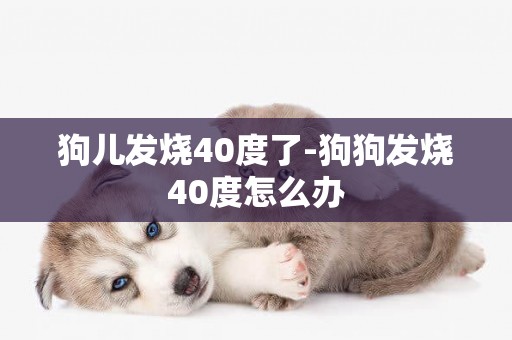 狗兒發燒40度了-狗狗發燒40度怎么辦