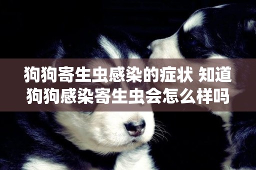 狗狗寄生蟲感染的癥狀 知道狗狗感染寄生蟲會怎么樣嗎