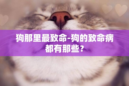 狗那里最致命-狗的致命病都有那些？