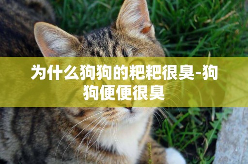 為什么狗狗的粑粑很臭-狗狗便便很臭