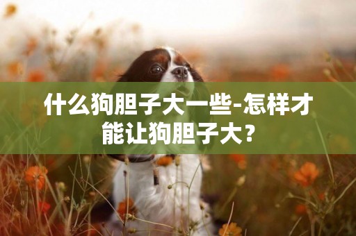 什么狗膽子大一些-怎樣才能讓狗膽子大？