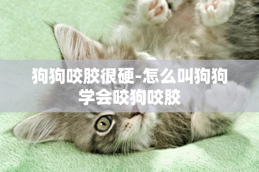 狗狗咬膠很硬-怎么叫狗狗學會咬狗咬膠
