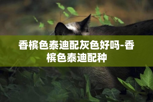 香檳色泰迪配灰色好嗎-香檳色泰迪配種