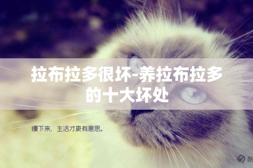 拉布拉多很壞-養拉布拉多的十大壞處