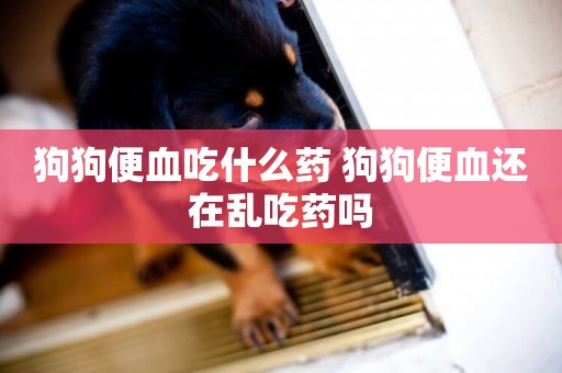 狗狗便血吃什么藥 狗狗便血還在亂吃藥嗎