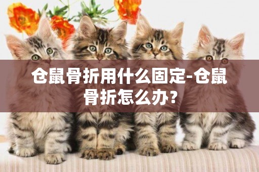 倉鼠骨折用什么固定-倉鼠骨折怎么辦？