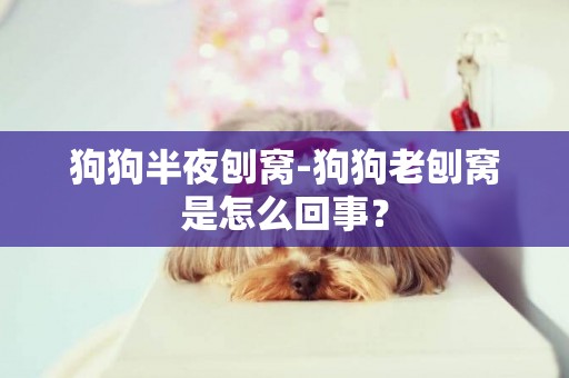 狗狗半夜刨窩-狗狗老刨窩是怎么回事？
