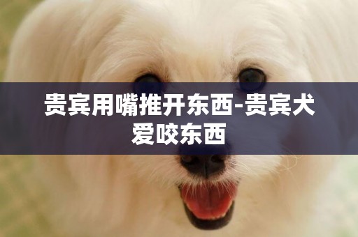 貴賓用嘴推開東西-貴賓犬愛咬東西